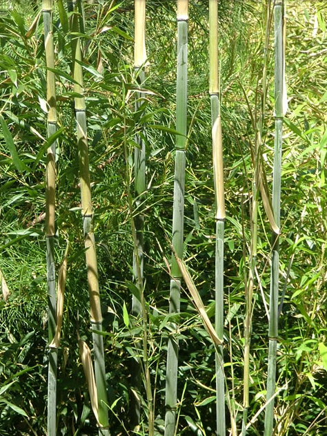 Phyllostachys Bissettii - Очень выносливый сорт с темно зелеными листьями